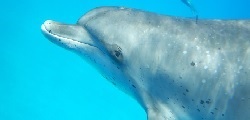 Dolphin Bliss Retreat in Bimini